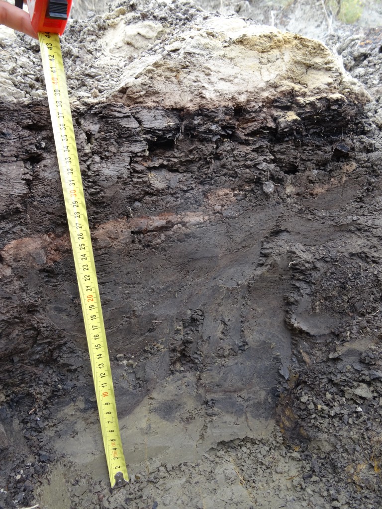 Vue d’ensemble de la limite entre le Crétacé et le Paléogène dans le Dakota du Nord (États-Unis). Les sédiments indiquent un environnement fluvial et marécageux datant de la fin de l’âge des dinosaures. La couche rose-brun contient des débris d’éjecta provenant de l’impact de Chicxulub. Les données granulométriques de cet intervalle ont été utilisées comme paramètres d’entrée pour l’étude de modélisation du paléoclimat (photo : Pim Kaskes).